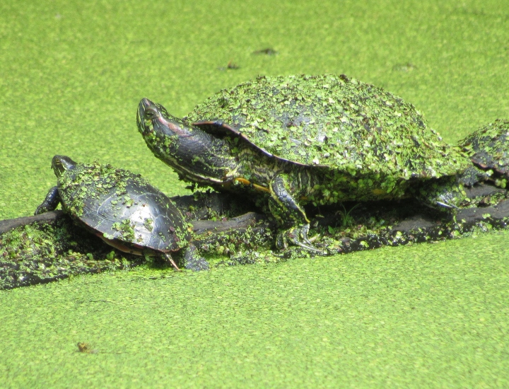 Midland Painted Turtleand Red-ear Slider